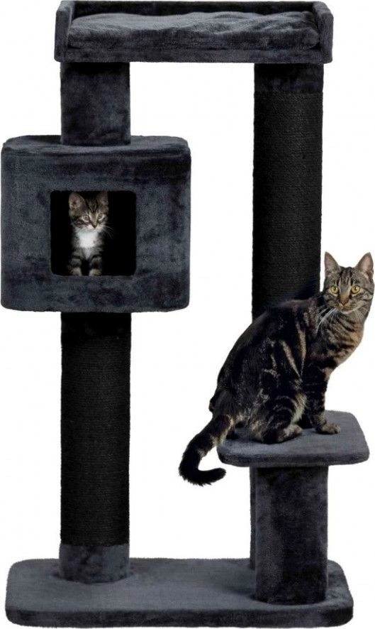 Trixie Izan standing scratching post 122