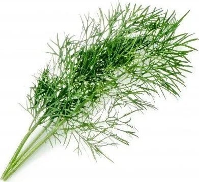 Veritable Veritable Lingot Dill - BIO