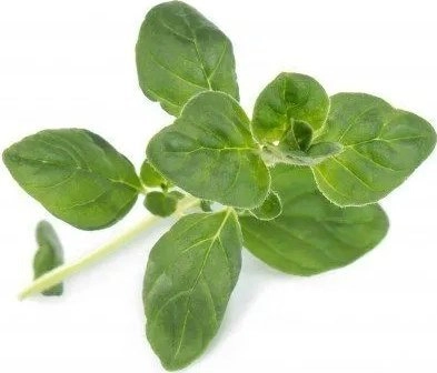 Real Genuine Oregano Ingot - ORGANIC