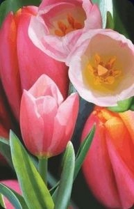 Worth-Keeping Mini kartka 3D Tulipan (180178)