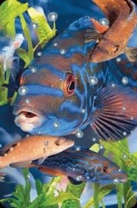 Worth-Keeping Mini 3D card Wrasse Rainbowfish