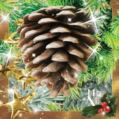 Worth-Keeping Pocztówka 3D Szyszka GIFT0555 5710431003093