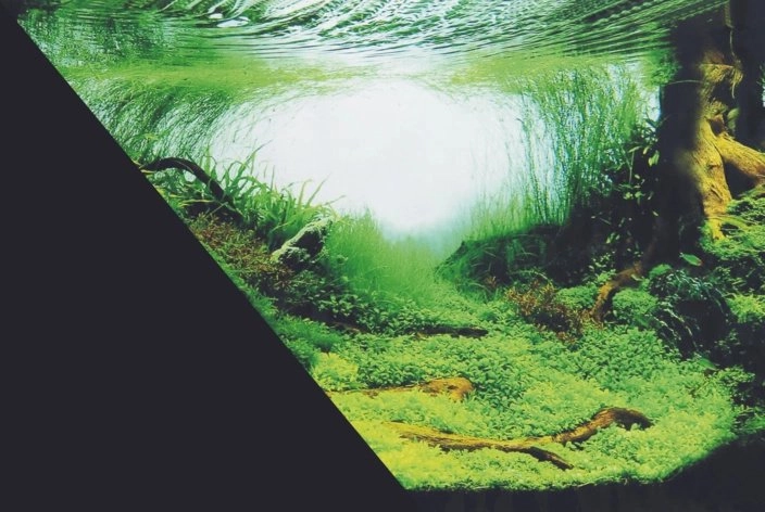 Zolux ZOLUX Double-sided aquarium background Amazon/black