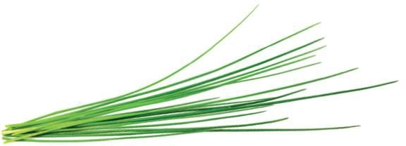 EMSA Click  Grow Chives SGR38X3 4742793007540