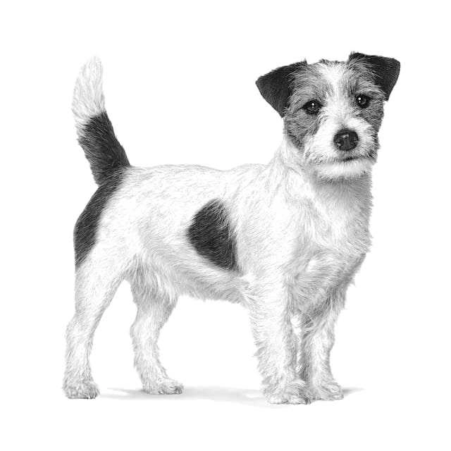 Royal Canin VHN Anallergenic Small Dogs