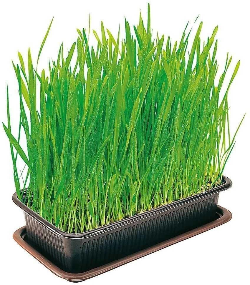 VITAKRAFT Cat Grass - Kit for