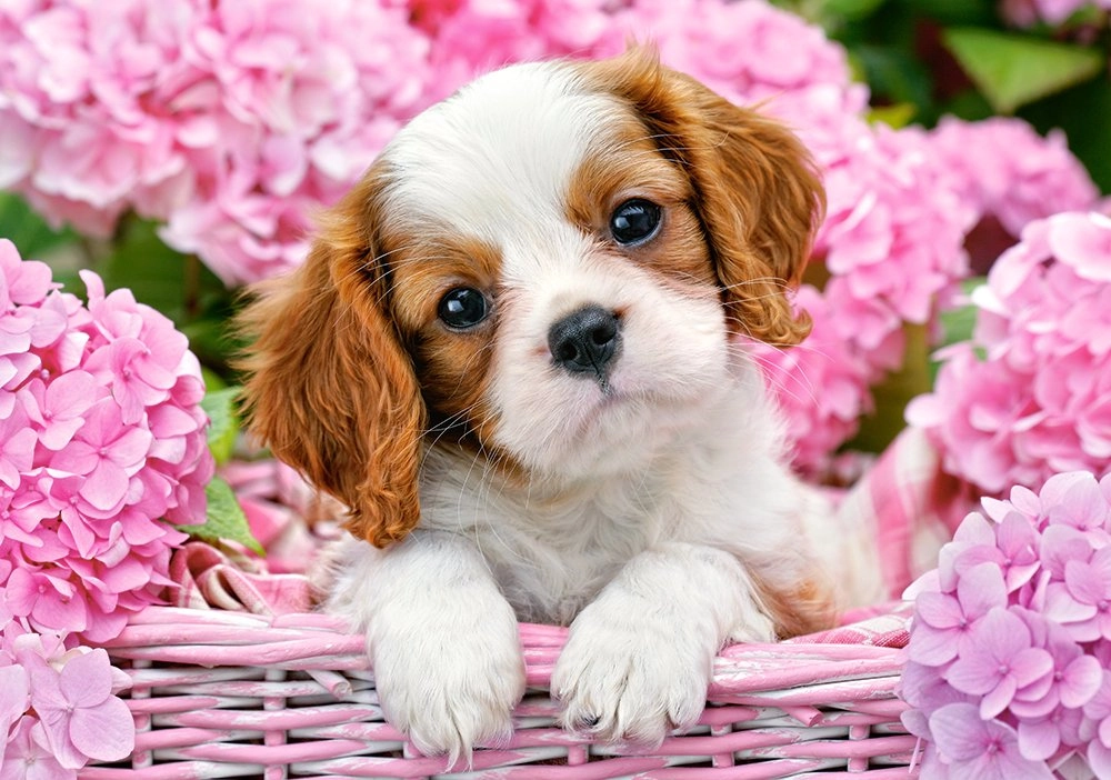 Castorland Pup in pink flowers 500