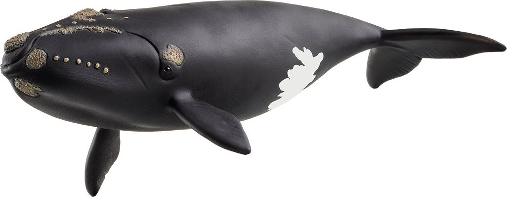 Schleich WILD LIFE North Atlantic Right