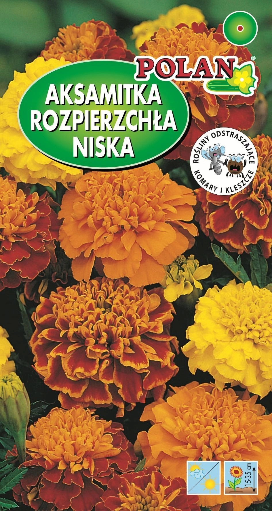 PLATINET NASIONA AKSAMITKA ROZPIERZCHŁA MERIGOLD SEEDS