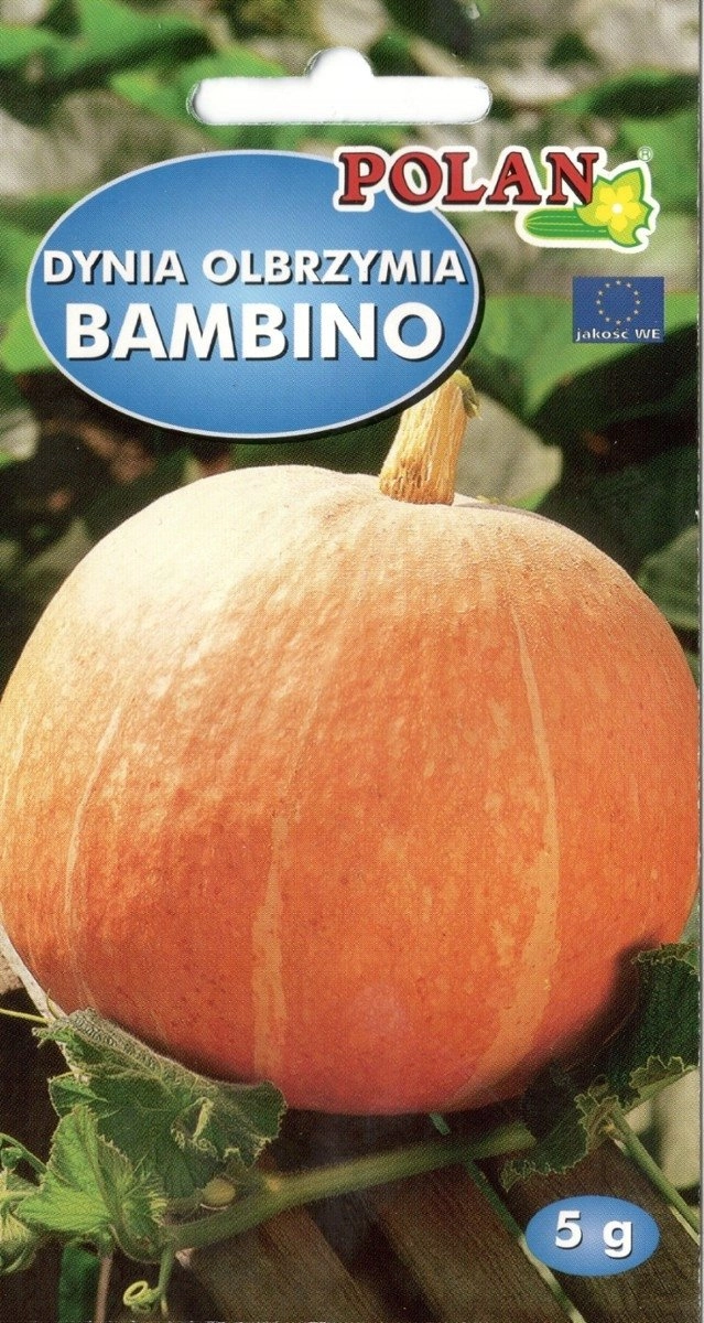 PLATINET NASIONA DYNIA OLBRZYMIA BAMBINO CUCURBITA