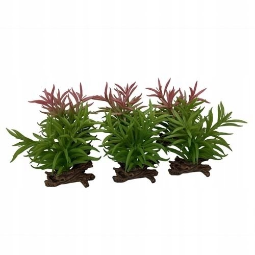 Sukulent Crassula  ozdoba do terrarium  mix