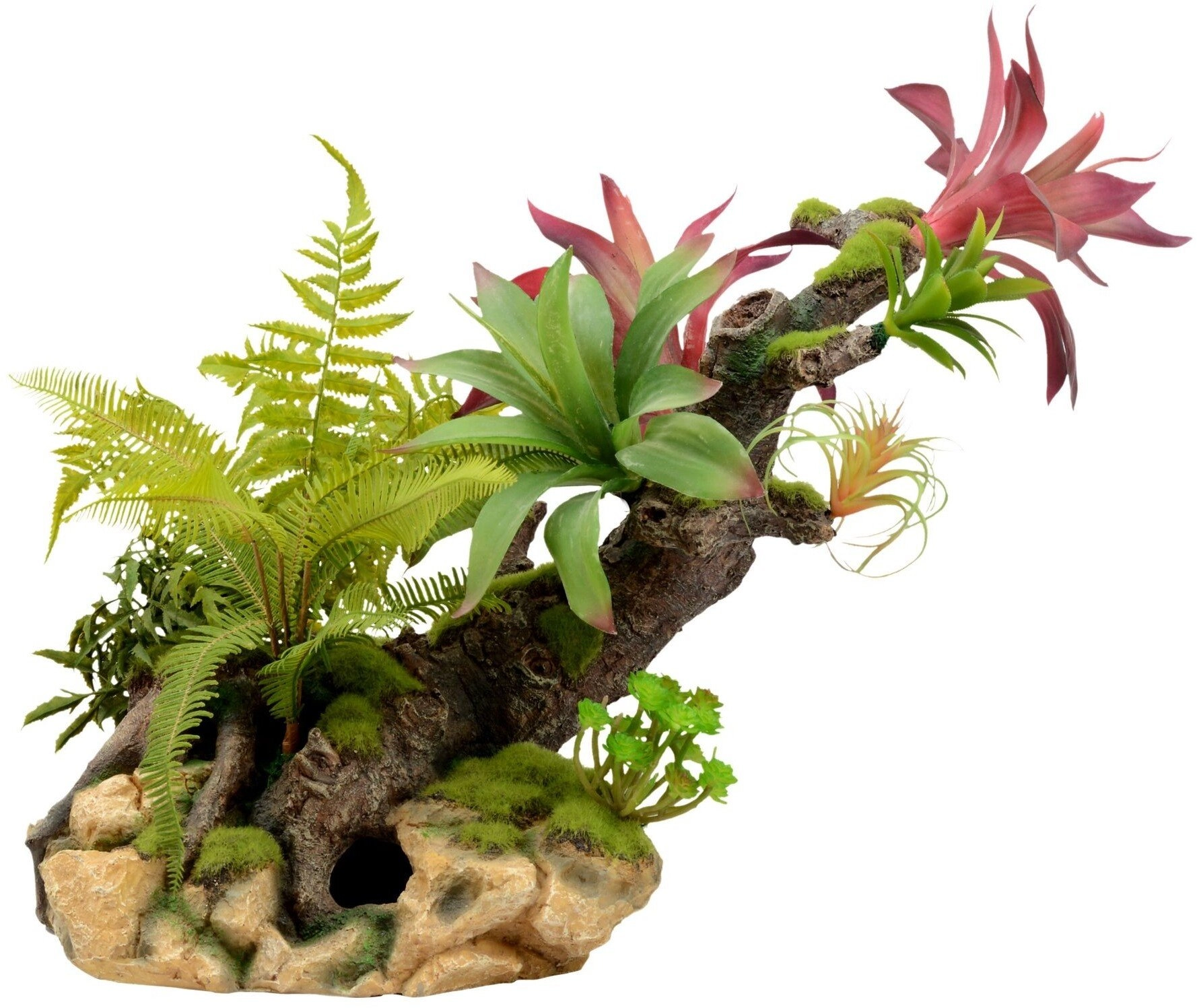 Terra Natura Kompozycja roślinna terrarystyczna 56cm
